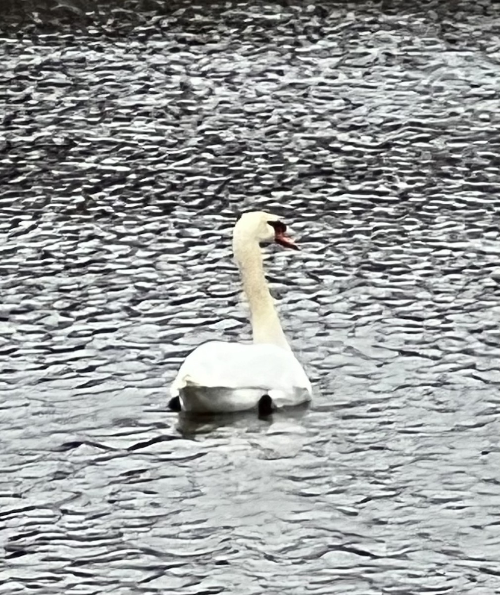 Mute Swan - ML646581406