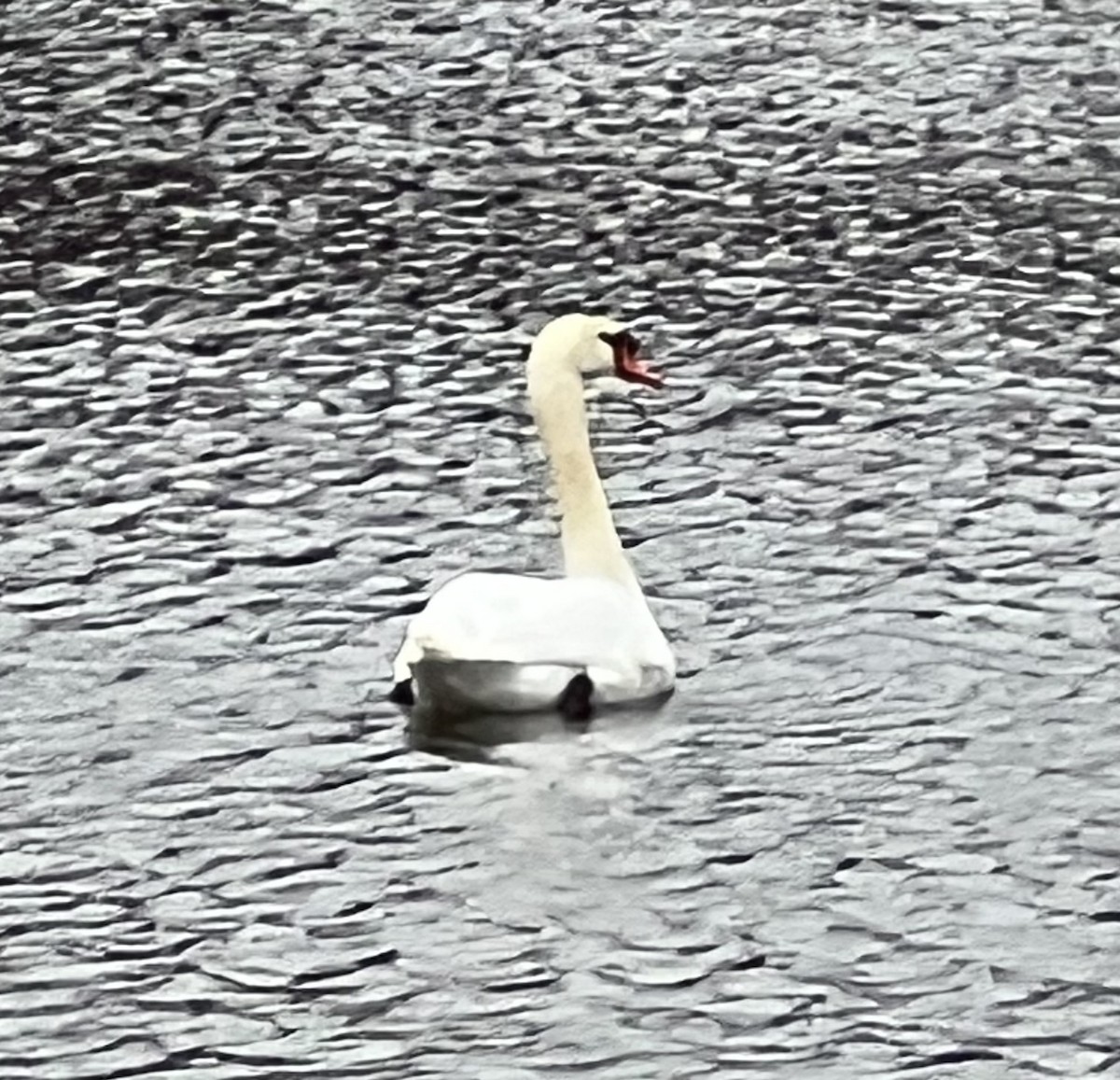 Mute Swan - ML646581407