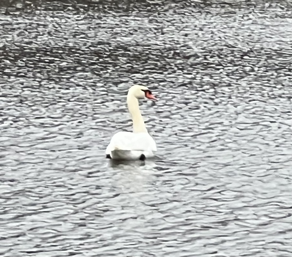Mute Swan - ML646581408
