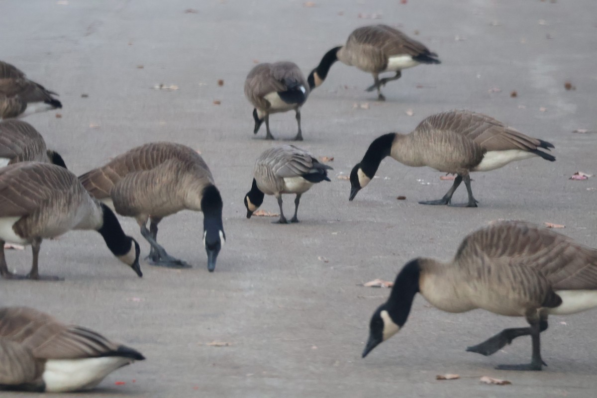 Cackling Goose - ML646581409