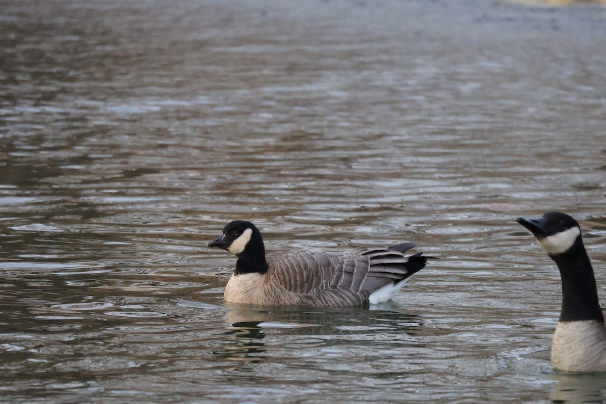 Cackling Goose - ML646581410