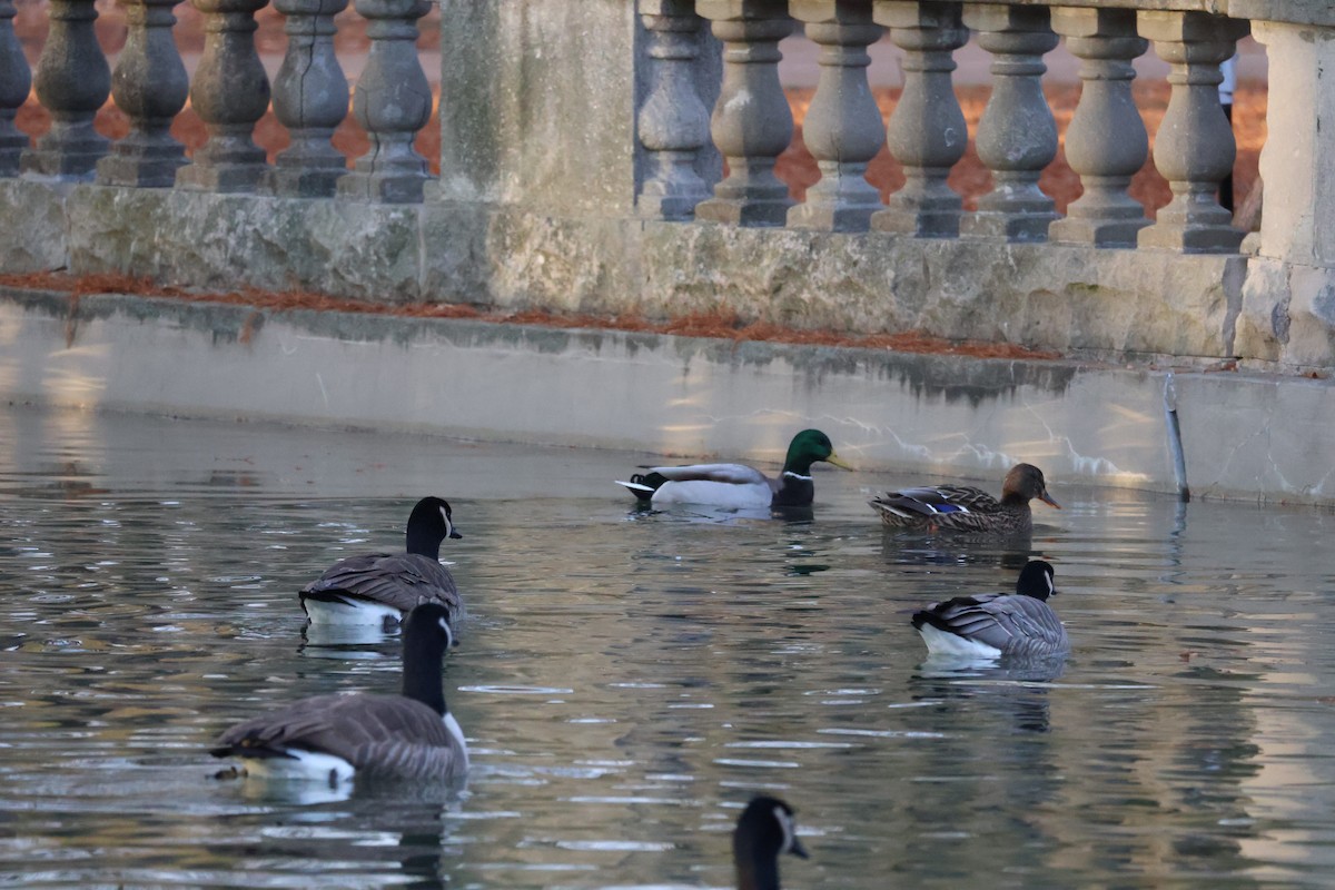 Cackling Goose - ML646581411