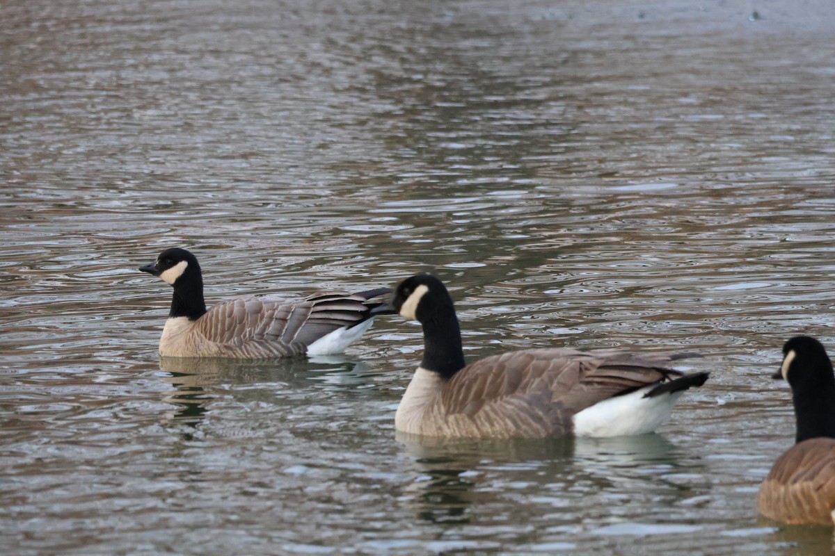 Cackling Goose - ML646581412