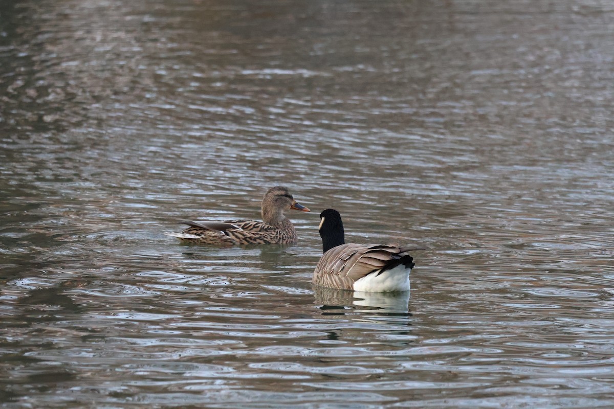 Cackling Goose - ML646581413