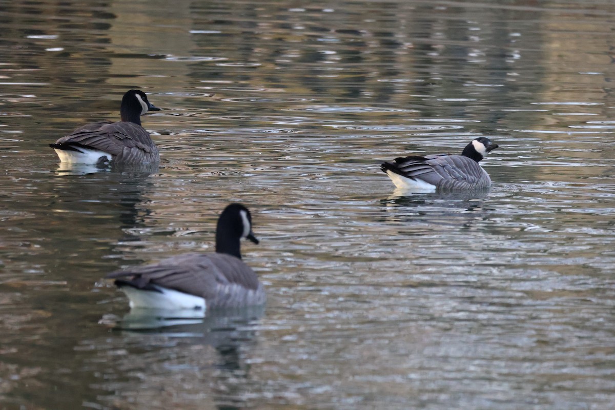 Cackling Goose - ML646581414