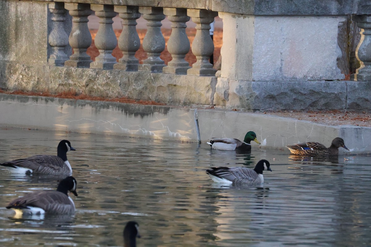 Cackling Goose - ML646581415