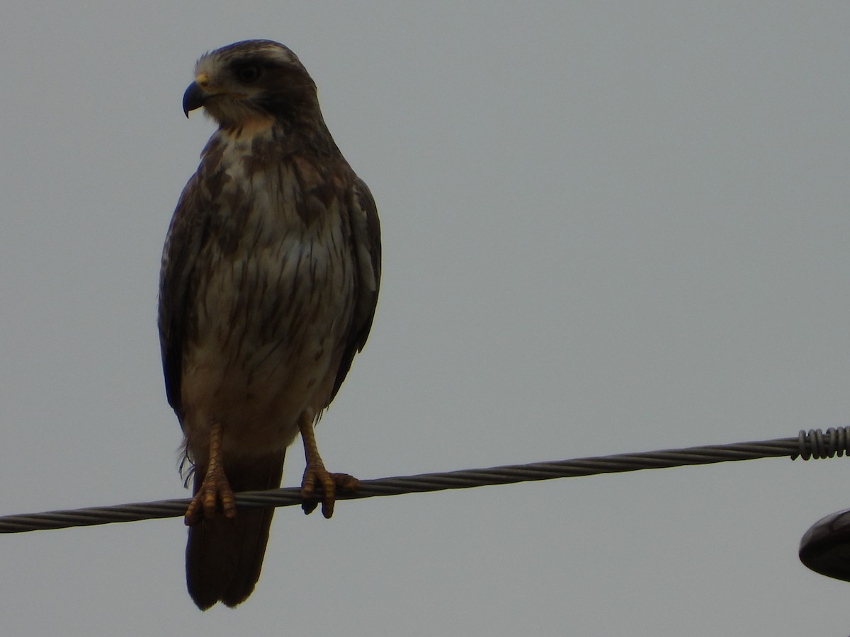 White-eyed Buzzard - ML646581424