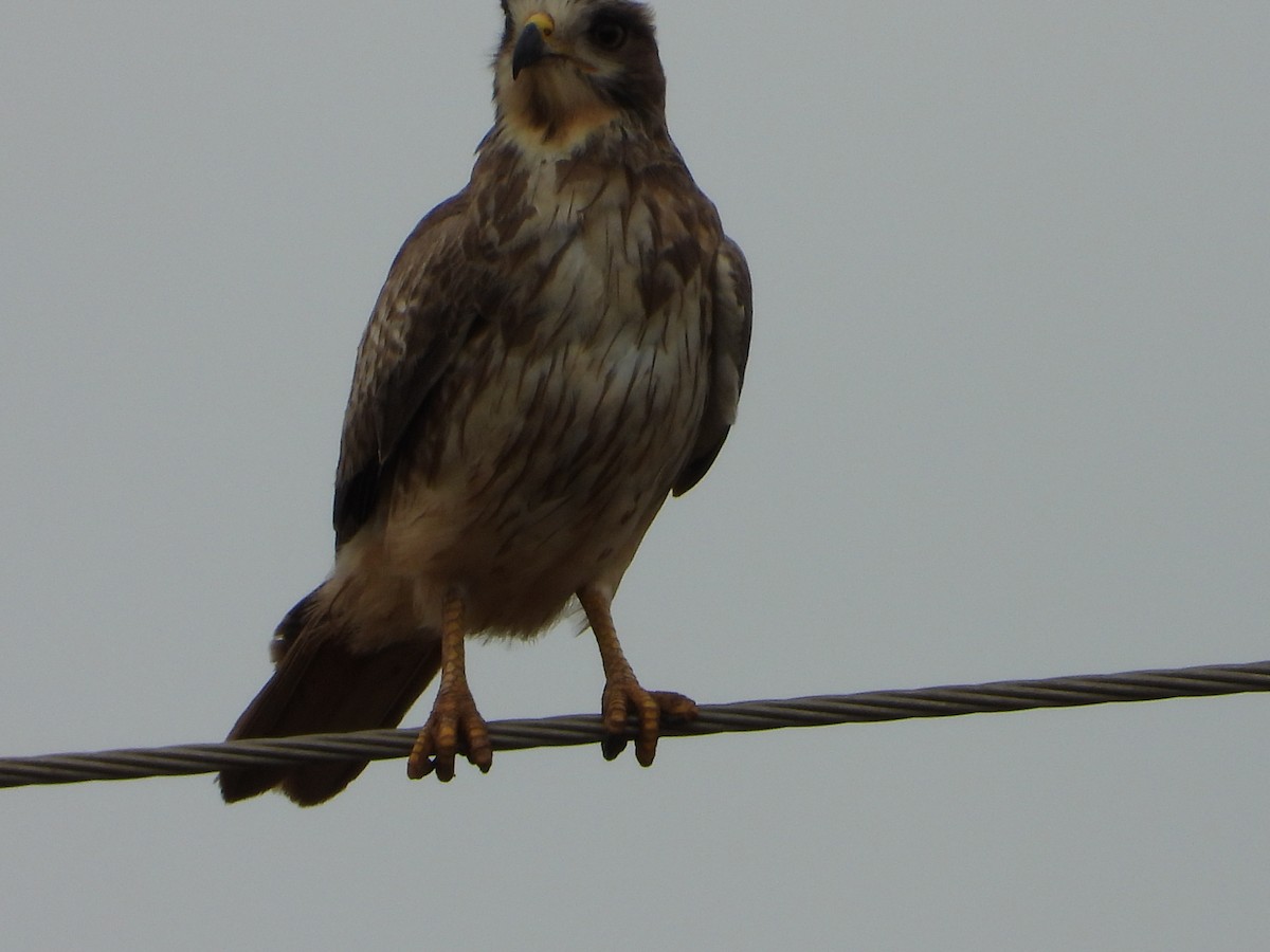 White-eyed Buzzard - ML646581425