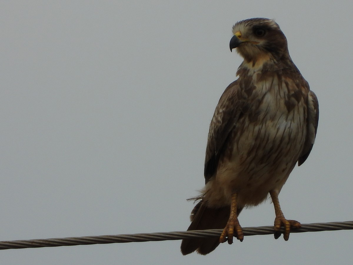White-eyed Buzzard - ML646581426