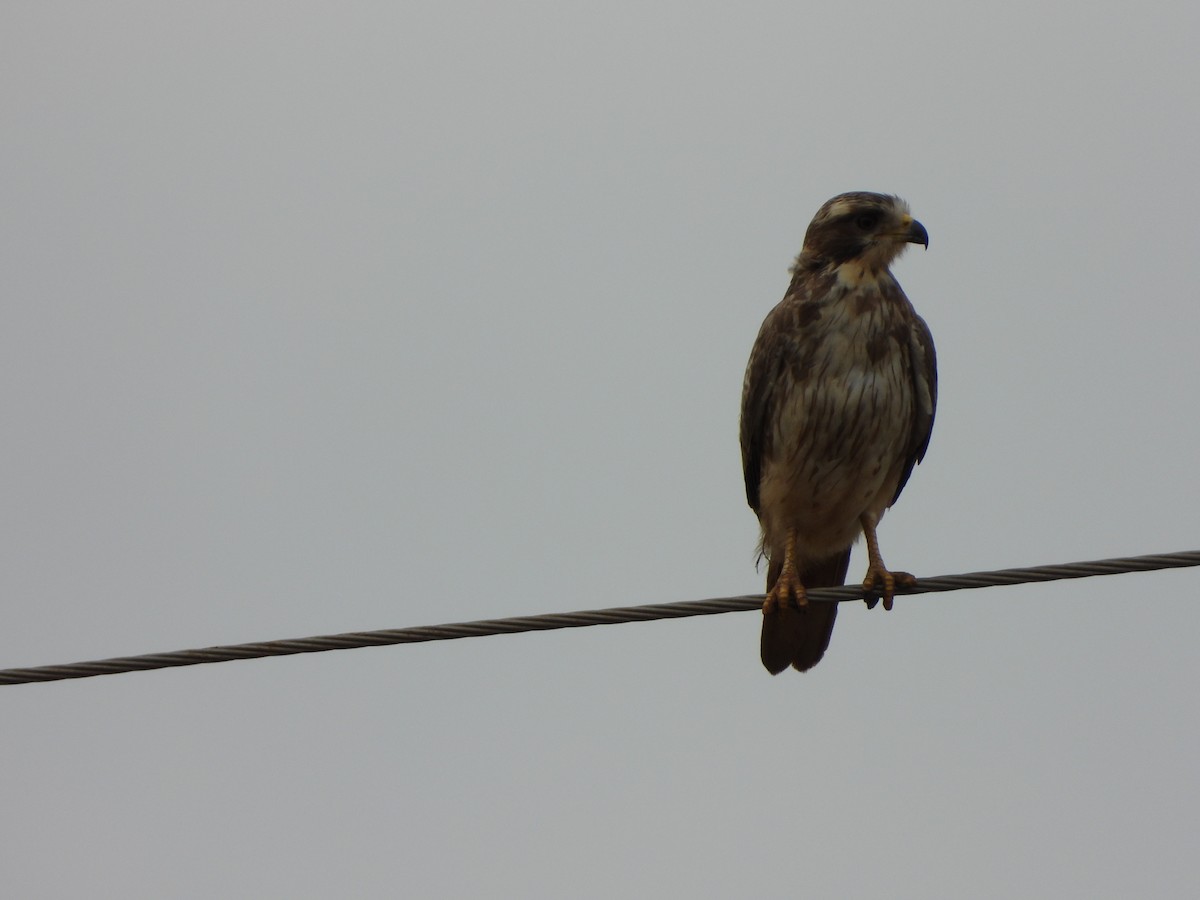 White-eyed Buzzard - ML646581427