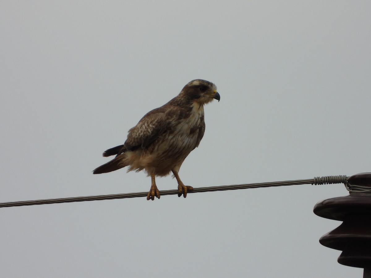 White-eyed Buzzard - ML646581428