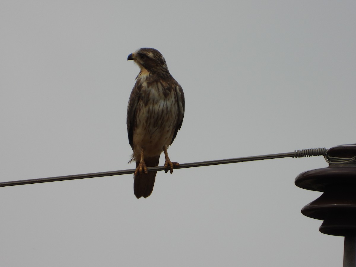 White-eyed Buzzard - ML646581429