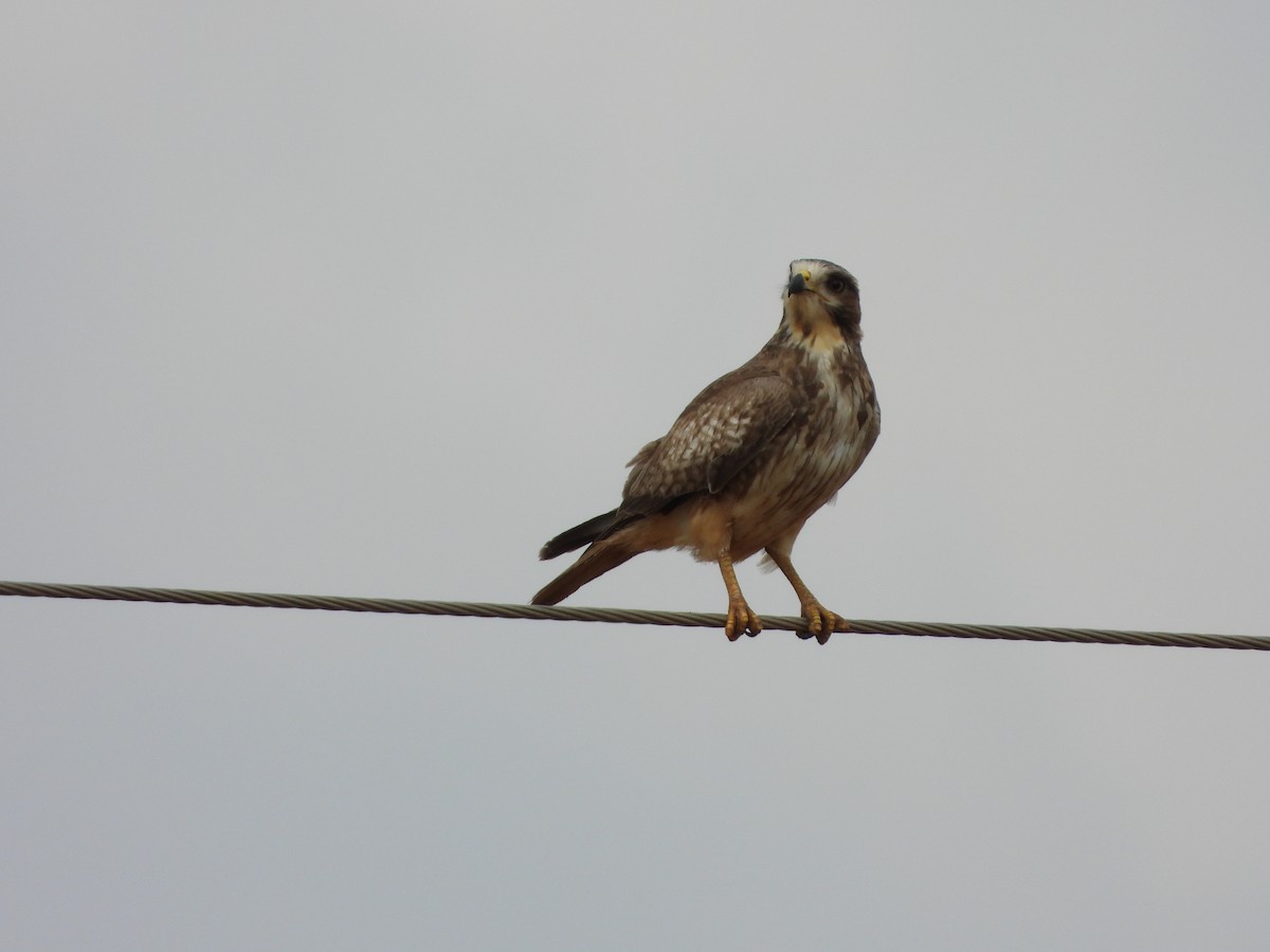 White-eyed Buzzard - ML646581430