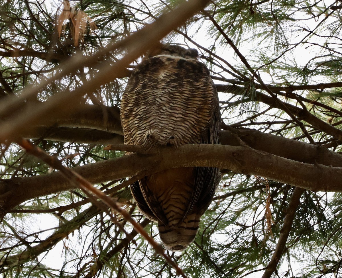 Great Horned Owl - ML646581437