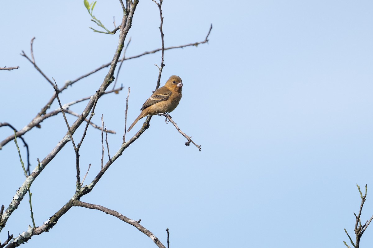 Morelet's Seedeater - ML646581438