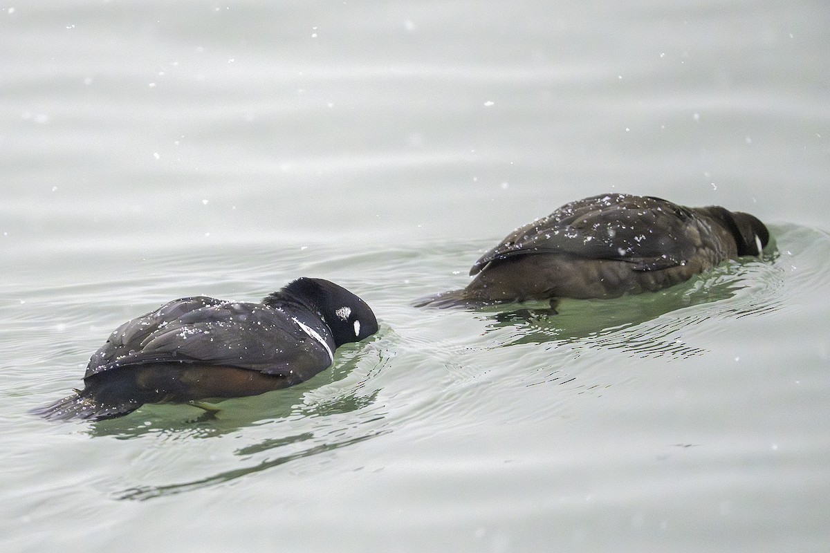 harlekinand - ML646581439