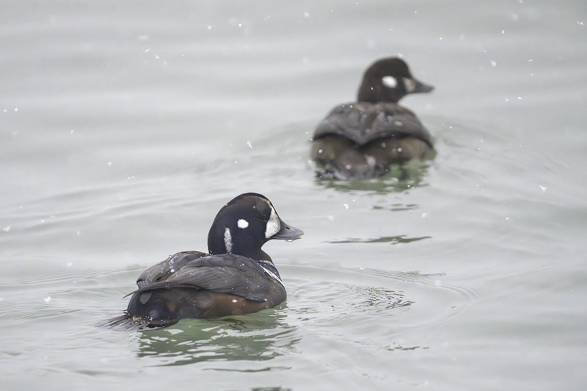 harlekinand - ML646581440