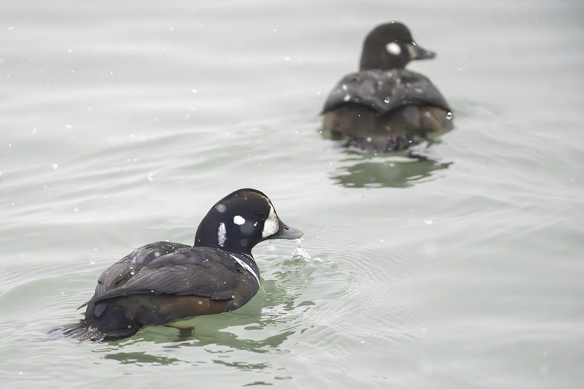 harlekinand - ML646581441