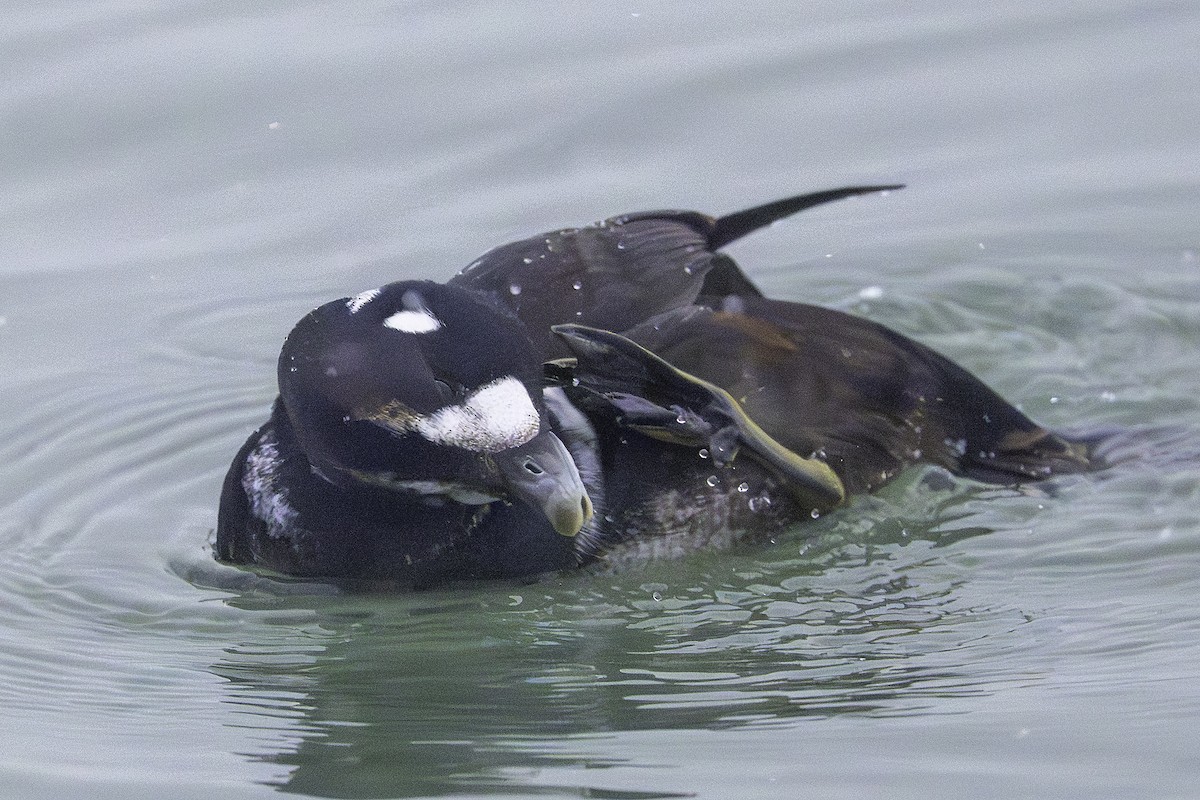 harlekinand - ML646581447