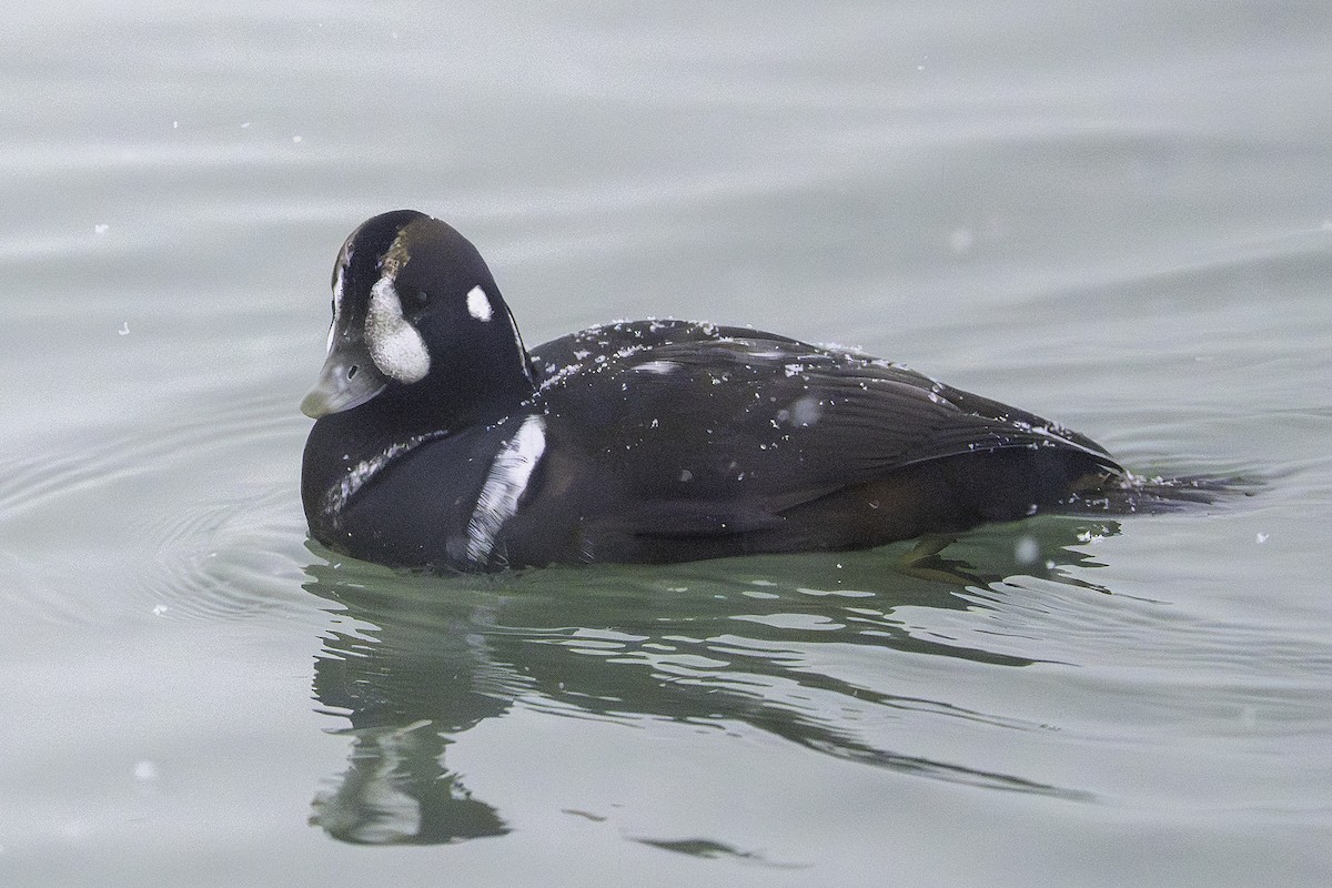 harlekinand - ML646581448