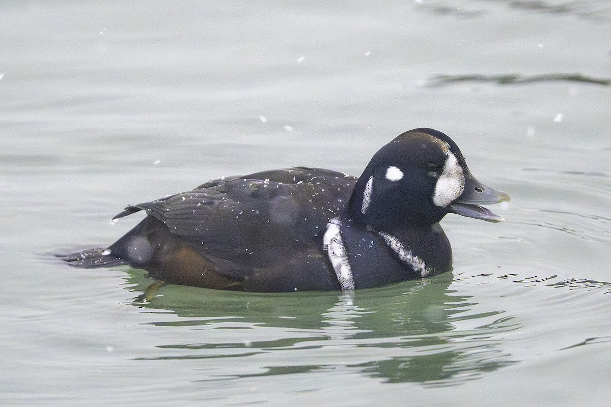 harlekinand - ML646581449