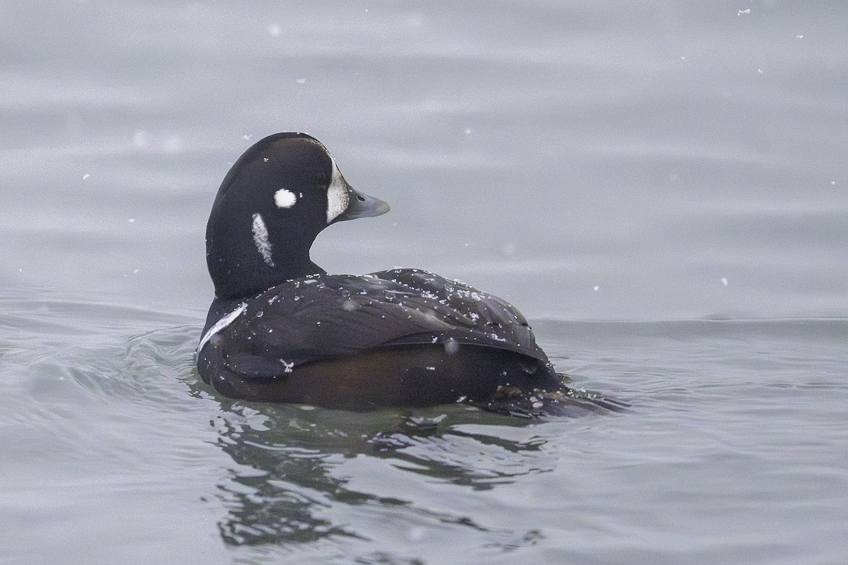 harlekinand - ML646581450