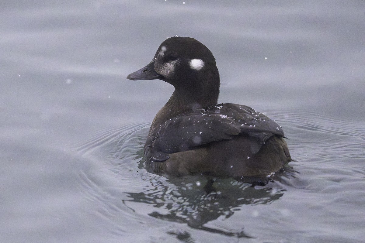 harlekinand - ML646581451