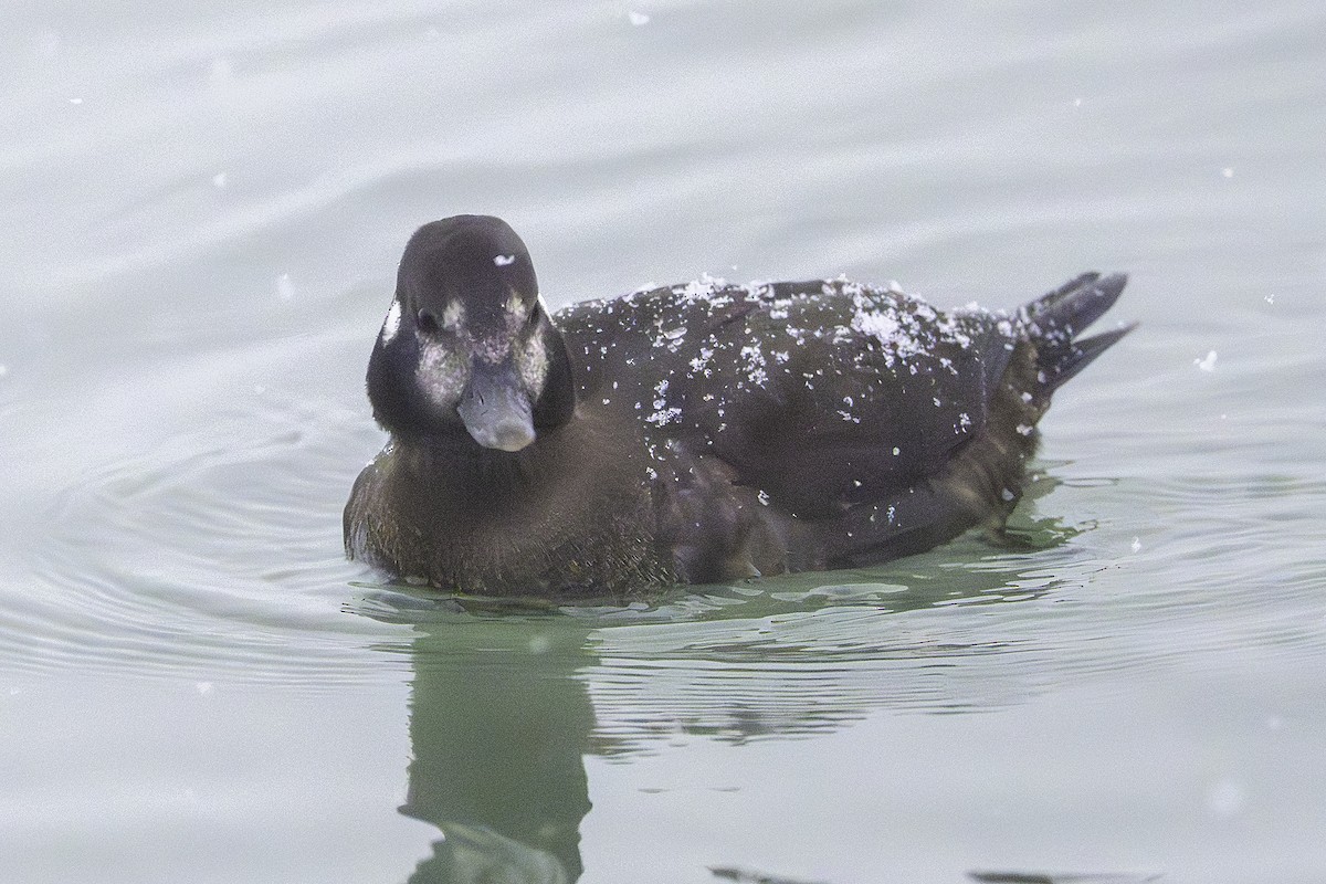 harlekinand - ML646581452