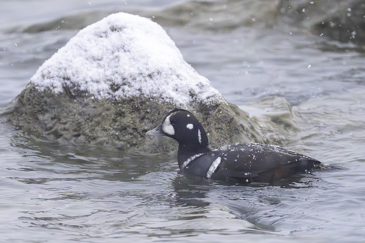 harlekinand - ML646581453