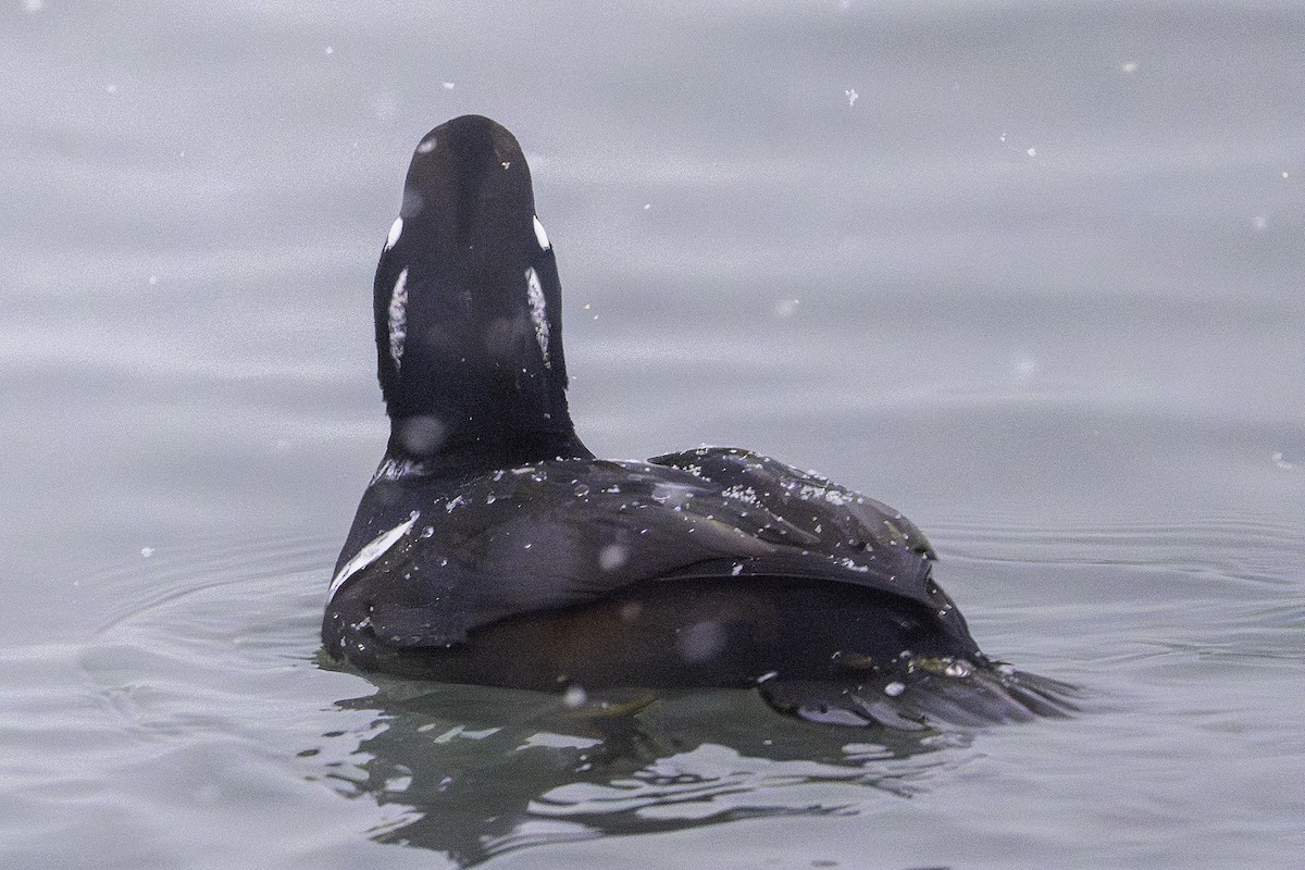 harlekinand - ML646581457