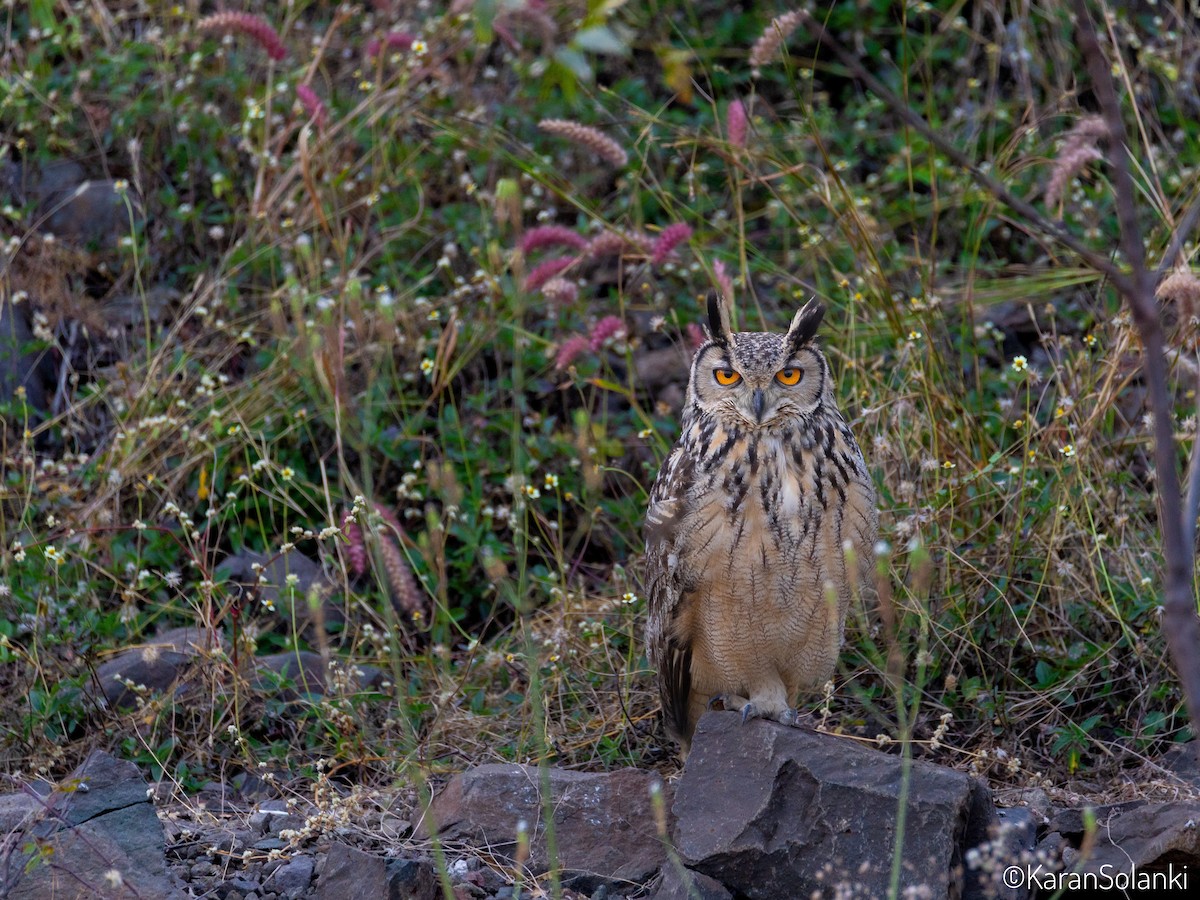 Rock Eagle-Owl - ML646581467