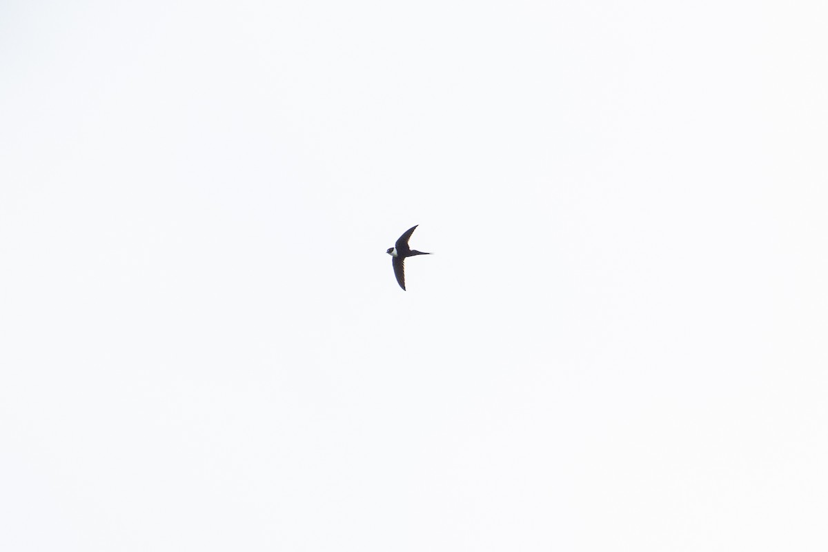 Lesser Swallow-tailed Swift - ML646581480