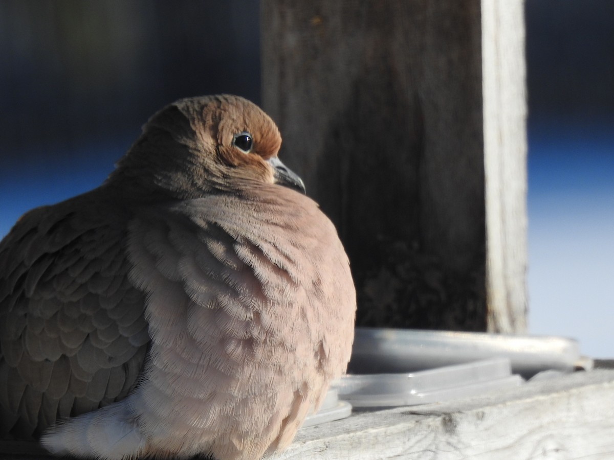 Mourning Dove - ML646581489