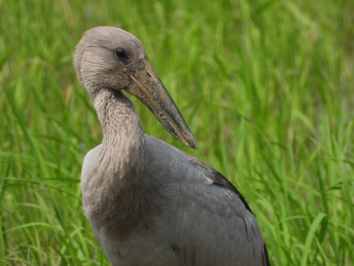 Asian Openbill - ML646581491