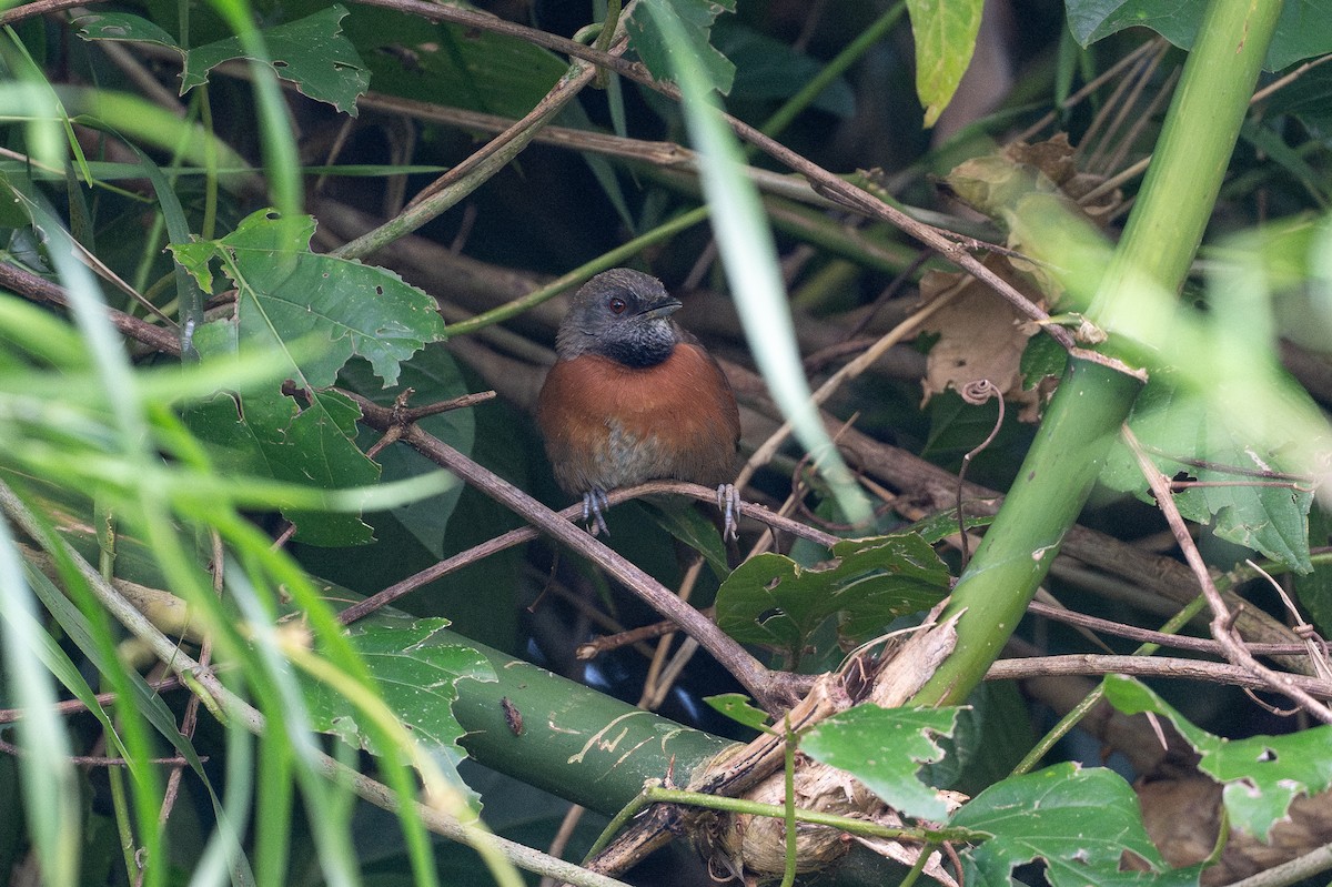 Rufous-breasted Spinetail - ML646581494
