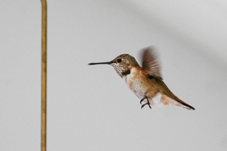 Rufous Hummingbird - ML646581500