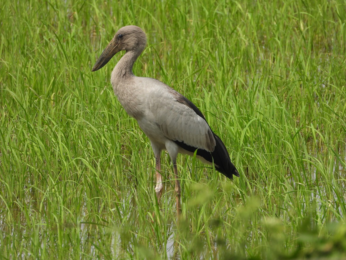 Asian Openbill - ML646581501