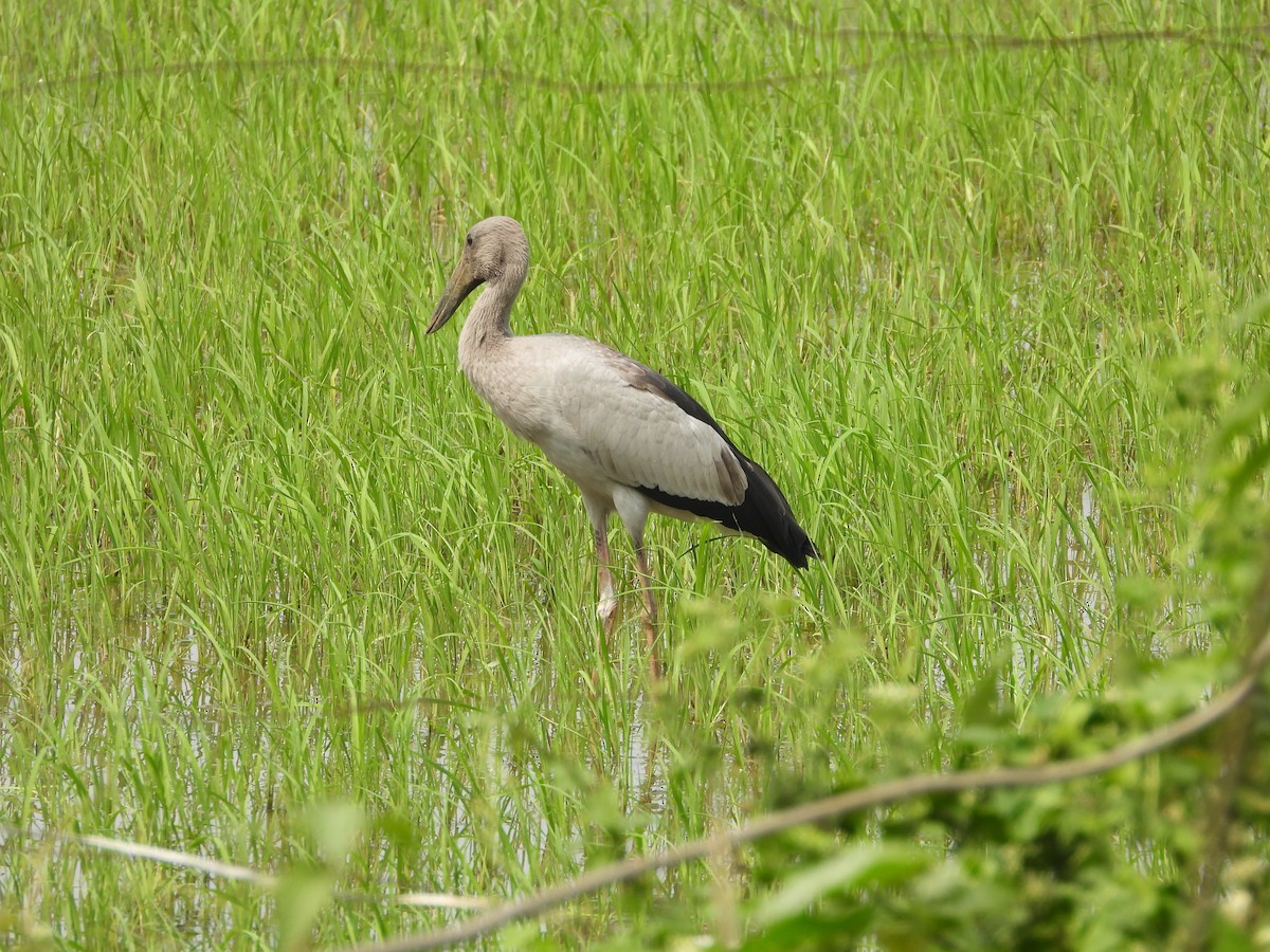 Asian Openbill - ML646581502