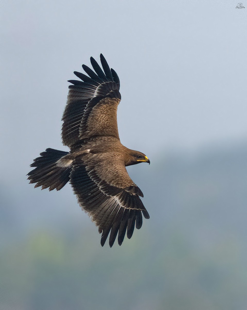 Indian Spotted Eagle - ML646581504