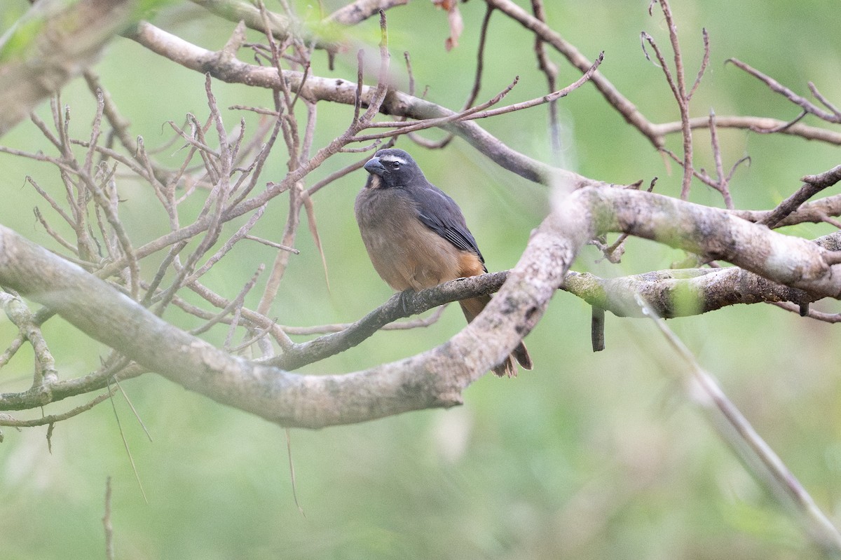 kanelbuksaltator - ML646581509