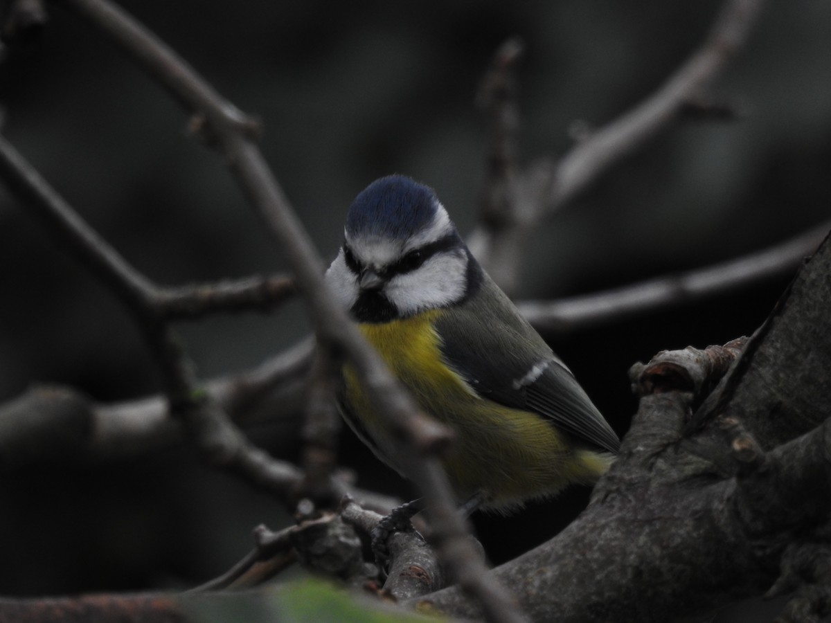 Amilotx urdin europarra - ML646581511