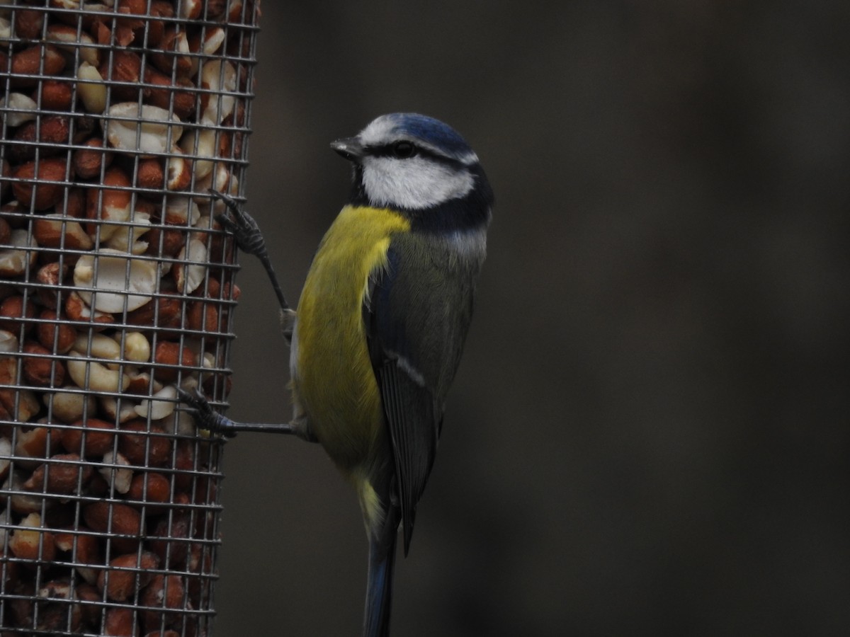 Amilotx urdin europarra - ML646581512