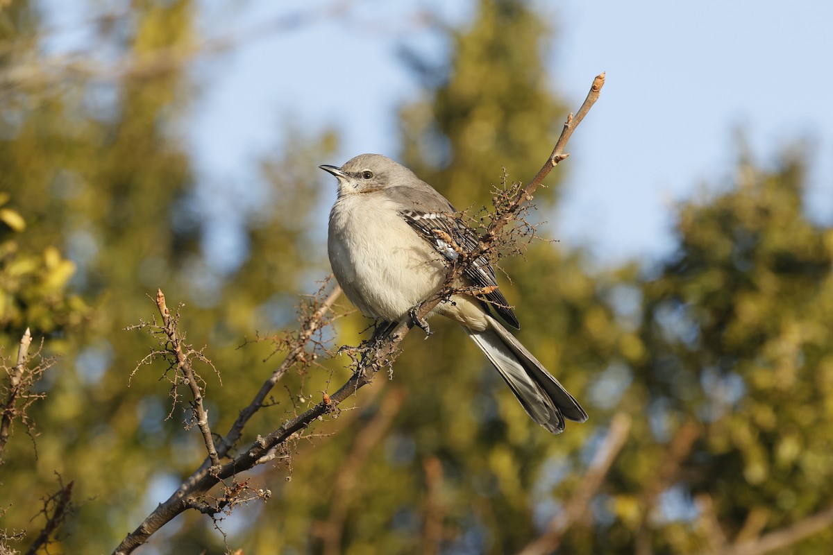 Moqueur polyglotte - ML646581513