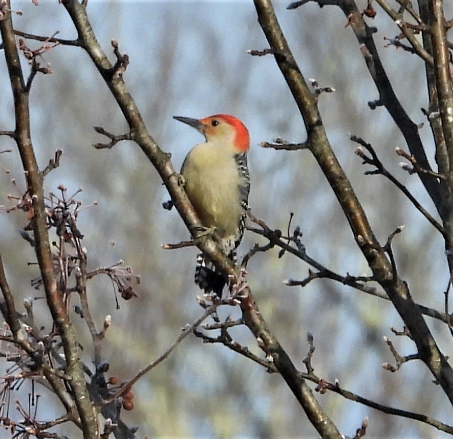 Carpintero de Carolina - ML646581515