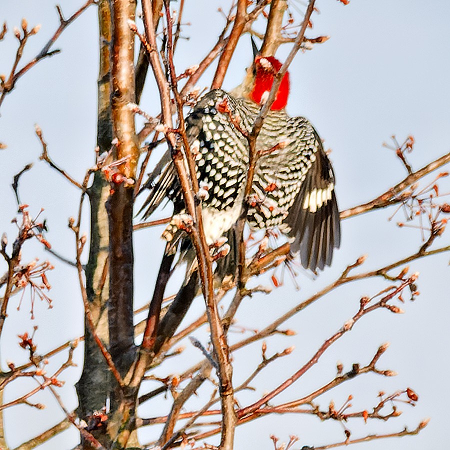 Carpintero de Carolina - ML646581516