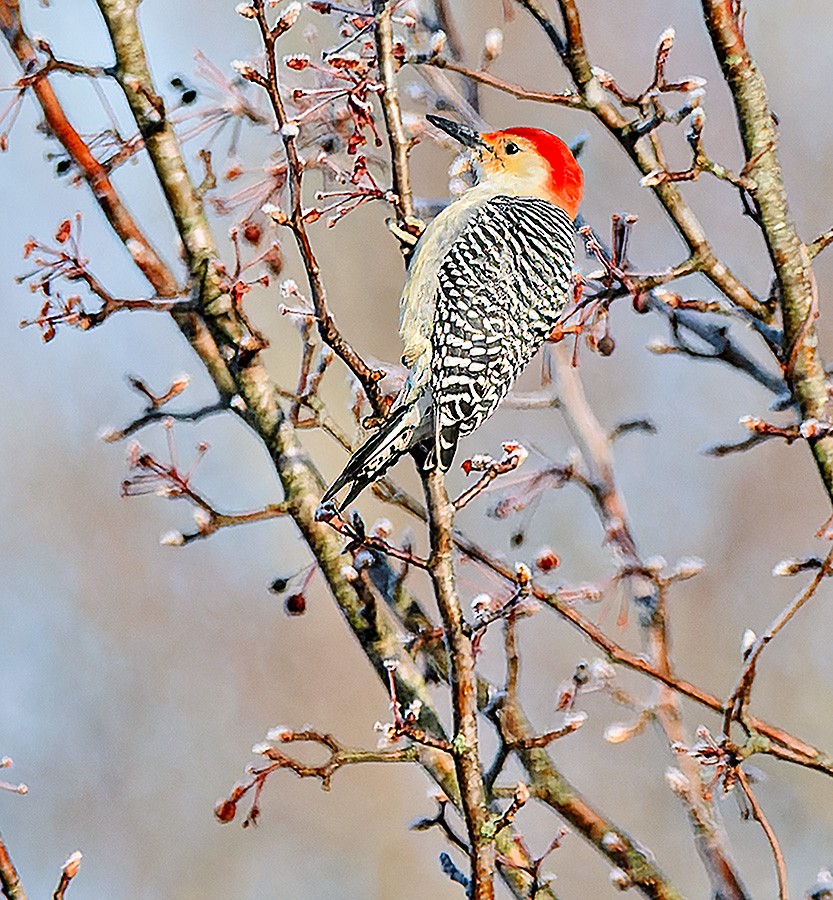 Carpintero de Carolina - ML646581519