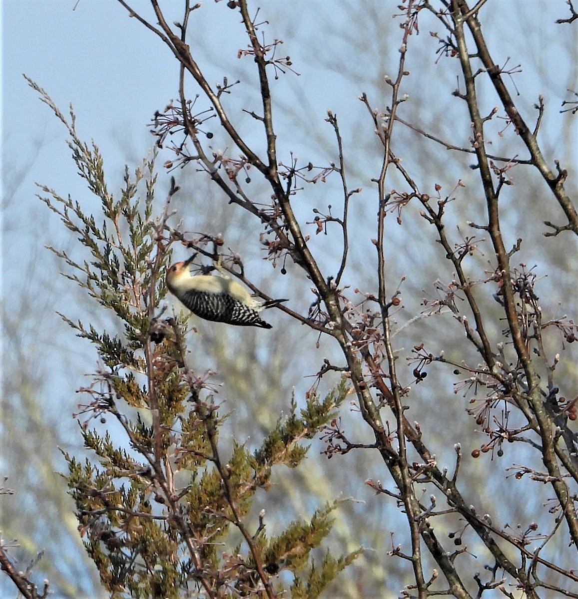 Carpintero de Carolina - ML646581520