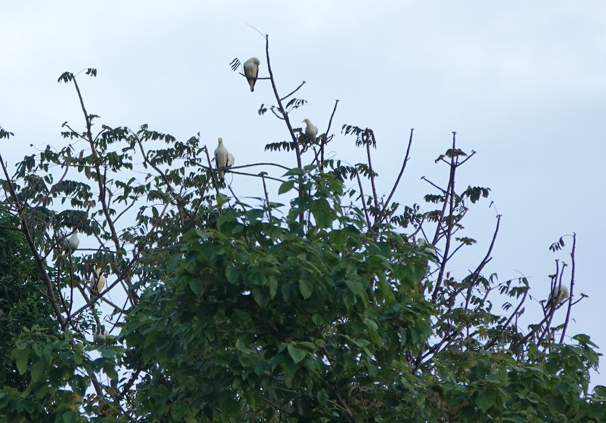Pied Imperial-Pigeon - ML646581522
