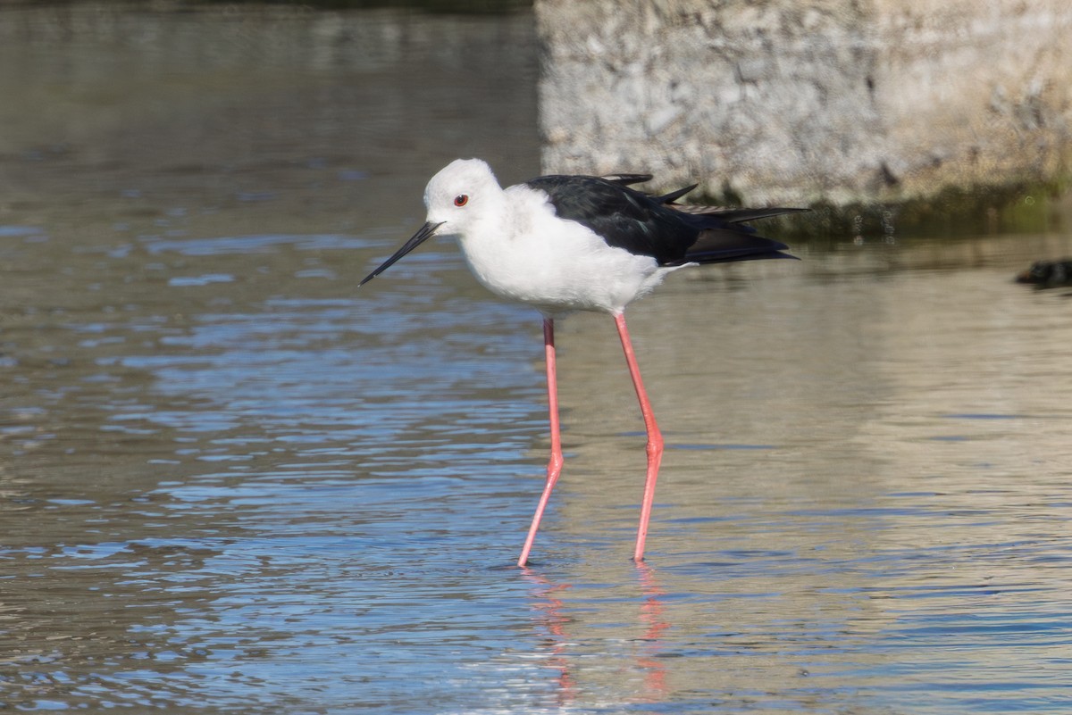 Zankaluze eurasiarra - ML646581524