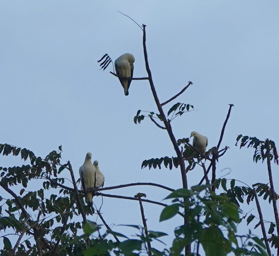 Pied Imperial-Pigeon - ML646581528